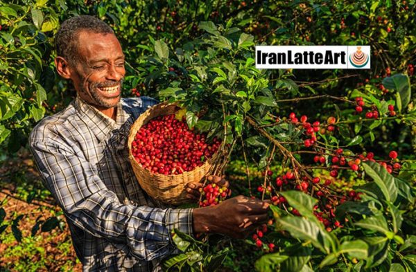 روشهای برداشت گیلاس قهوه