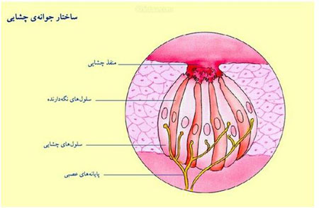 شناخت دستگاه بویایی و چشایی برای درک حسی لازم است.