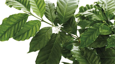 چای برگ گیاه قهوه