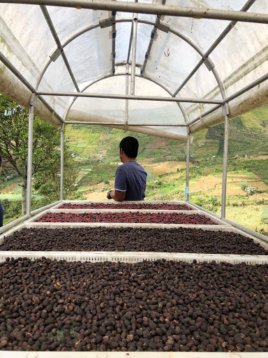 آشنایی با قهوه‌ی تخصصی فیلیپین