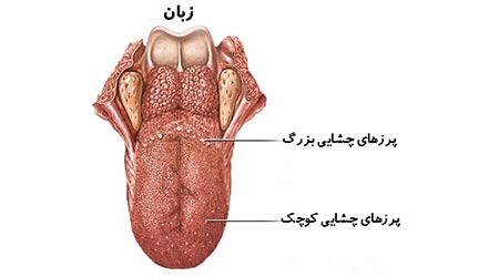 شناخت دستگاه بویایی و چشایی برای درک حسی لازم است.