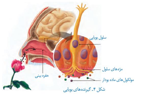 شناخت دستگاه بویایی و چشایی برای درک حسی لازم است.