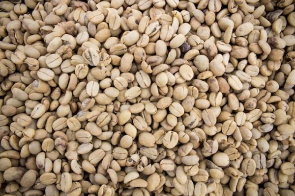 شناخت آناتومی گیلاس قهوه