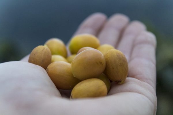 شناخت آناتومی گیلاس قهوه